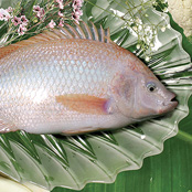Seafood pangasius - Other products