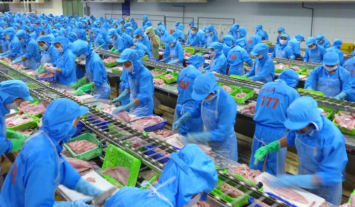 Seafood pangasius - Trên 90% Công Nhân của Hacasefood Có Tay Nghề Đạt Yêu Cầu.