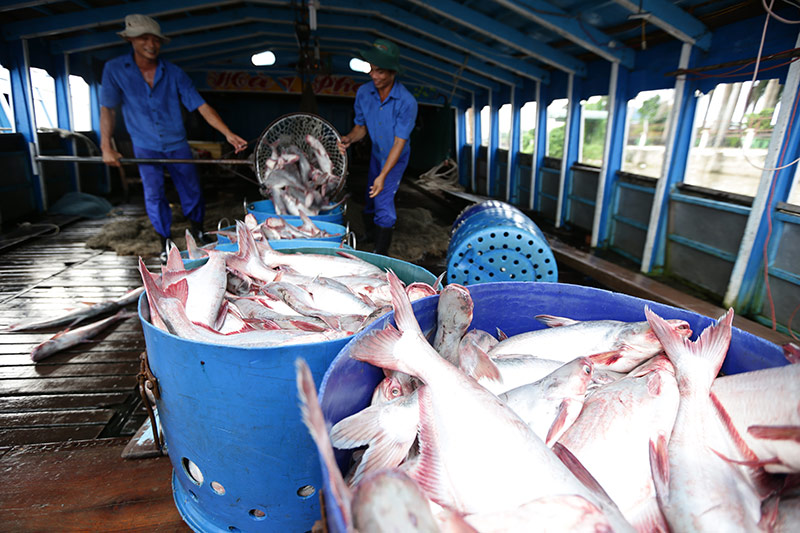 Pangasius from Hacaseafood