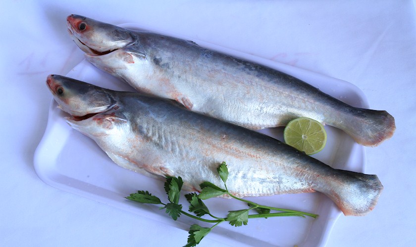 Seafood pangasius